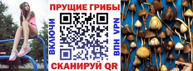 где найти   Томмот  Псилоцибиновые грибы Magic Shrooms 